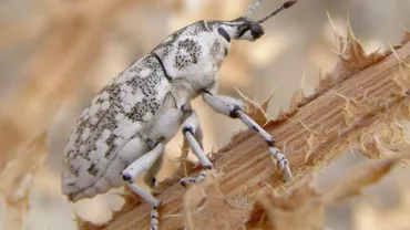 O nouă specie de gărgăriță, descoperită în fauna României