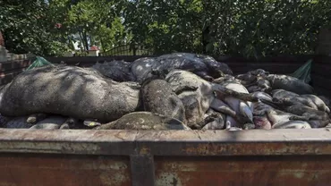 ANUNŢ OFICIAL: Cât vor primi fermierii despăgubire pentru fiecare porc cu pestă porcină sacrificat