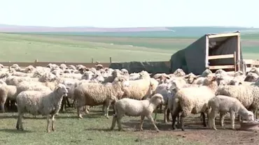 ALERTĂ ÎN ȚARĂ pentru PESTA OILOR ȘI CAPRELOR! Ce recomandă specialiștii