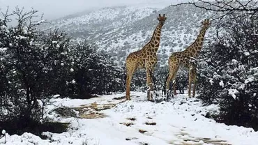 Imagini SPECTACULOASE din Africa de Sud: Girafe, lei și elefanți, fotografiați în zăpadă (FOTO)