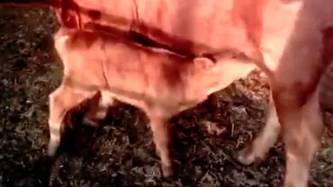 Un vițel roșu creează CONTROVERSE în lume. Mulți susțin că acesta este UN SEMN BIBLIC (VIDEO)