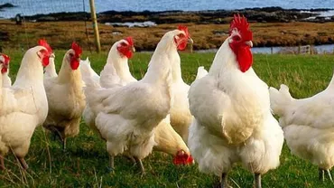 După PORCI urmează GĂINILE! Risc major de GRIPĂ AVIARĂ! Molima se apropie de România