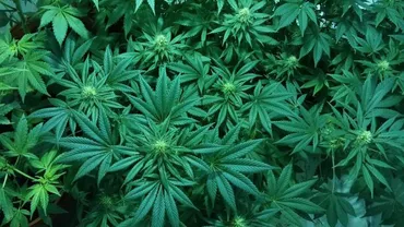 Marijuana devine legală din 17 octombrie: Oamenii vor putea chiar sa CULTIVE plante!