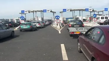 La promenadă în Arad: Un măgar și trei vaci, surprinși prin centrul orașului (FOTO)