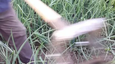 Caz şocant în Cluj: Copil chemat să muncească pe câmp, lovit cu sapa în cap (VIDEO)
