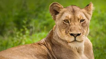 CAZ ȘOCANT într-o grădină zoologică din Indianapolis: O leoaică l-a sufocat pe tatăl puilor săi, mușcându-l de gât