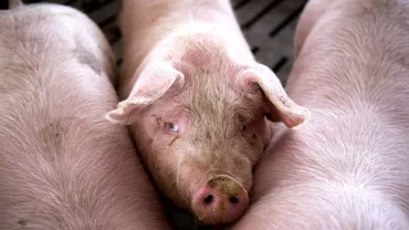 Bilanțul pestei porcine până acum: peste 350.000 de porci uciși și 266 de localități afectate