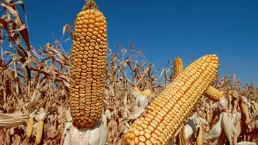 România, a 8-a putere agricolă din Uniunea Europeană (Raport EUROSTAT)