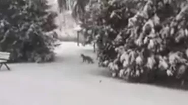 Brașov: Vulpe, filmată în timp ce se plimba prin curtea unei facultăți! Animalul sălbatic era ...