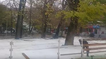 Patinoar amenajat printre copaci și stâlpi de iluminat. Cum explică Primăria Focșani (VIDEO)