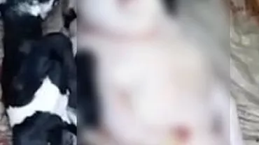 IMAGINI TERIFIANTE! Capra-om născută la ferma unui bărbat: Cum arată creatura (FOTO)