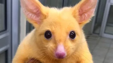 Animăluţul care a stârnit VÂLVĂ pe Internet: Seamnănă IZBITOR cu Pikachu (FOTO)