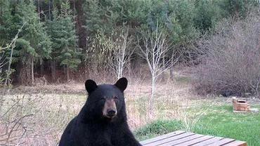 Un autoturism a dat peste un URS în Sibiu! Al șaselea urs lovit de mașini anul acesta ne învață o lecție prețioasă despre traversatul regulamentar