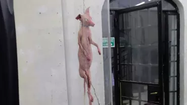 Operă de artă controversată expusă în centrul Capitalei: O vulpe jupuită a provocat indignarea populaţiei (FOTO)