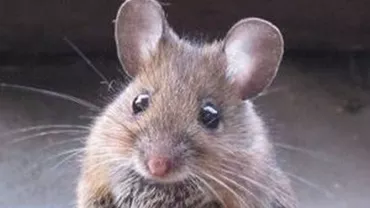 SCENE ȘOCANTE la o petrecere: ȘOARECE, filmat în timp ce se plimba pe masa lăutarilor (VIDEO)