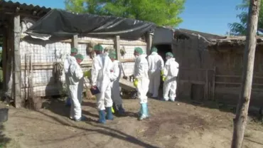 PERICOL PENTRU GOSPODARII ROMÂNI: După PESTA PORCINĂ, un NOU VIRUS va PROVOCA DEZASTRE