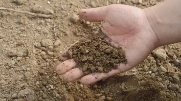 Înmormântarea şi incinerarea sunt de domeniul trecutului: Ce stat vrea să legalizeze transformarea morţilor în... ÎNGRĂŞĂMÂNT!