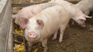 Suspiciune de pestă porcină africană lângă Buzău