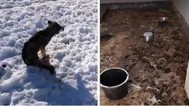 Brașov: Situație de coșmar la un adăpost din Prejmer. Zeci de câini lasați să moară de foame (FOTO)