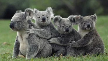 Fața URÂTĂ a lumii: Omenirea a distrus 60% din viața sălbatică de pe Terra, în doar jumătate de secol (VIDEO)