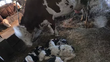 VACA EROINĂ: A fătat 4 viţei, toţi sănătoşi şi jucăuşi! Recordul DĂ FIORI babelor prezicătoare din sat... ’E semn răi, maică!’ (VIDEO, FOTO)