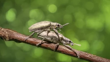 Până şi KAFKA ar fi INVIDIOS pe el! Un japonez susţine că a avut o relaţie INTIMĂ timp de un an cu un... GÂNDAC DE BUCĂTĂRIE:  Nicio femeie nu era la fel de ATRACTIVĂ... (FOTO, VIDEO)
