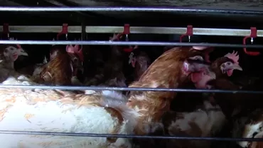 IMAGINI TERIBILE! Găinile care fac ouă vândute în supermarketurile din România sunt crescute în condiţii greu de privit (VIDEO)