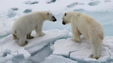 INVAZIE de urşi polari într-un arhipelag din Rusia (VIDEO)
