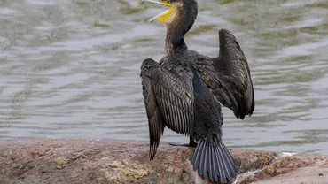 Cormoranii lui Petre Daea FAC RAVAGII în Maramureș: Peștii din două râuri, vânați intens de păsările făcute celebre de ministrul Agriculturii