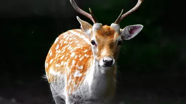 Americanii sunt în ALERTĂ! O nouă BOALĂ face RAVAGII! Ce păţesc cei care consumă carne de... căprioară