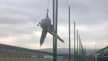 Mai ceva ca pe vremea mareşalului Antonescu! CFR Cluj a SPÂNZURAT CIORI MOARTE pe teren înaintea meciului cu Sespsi... Explicaţia HALUCINANTĂ (FOTO)