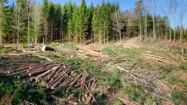 'În România, copacii pot striga după ajutor când aud drujba' - Salvarea pădurilor din țara noastră, dezbătută în presa franceză