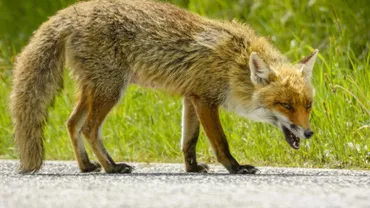 Vulpea păcălită de pui... De 3.000 de pui! Sfârșit TRAGIC pentru un animal, plecat la VÂNĂTOARE în adăpostul găinilor