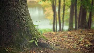 Două proiectile au fost găsite în Pădurea Băneasa. Cine a dat alarma...
