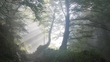 TRAGEDIE în Arad! A fost găsit spânzurat în pădure. Avea doar 19 ani...