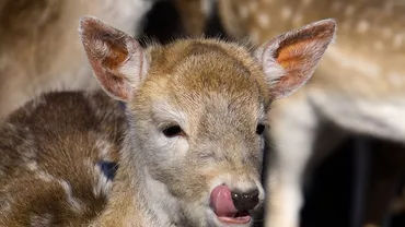 Un căprior de 5.000 de euro, ucis ILEGAL de un pădurar și un paznic