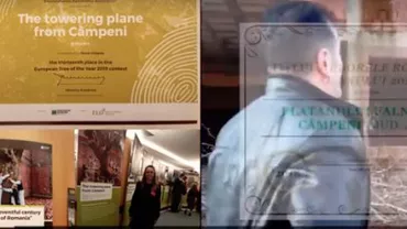 Platanul falnic din Cîmpeni, premiat la  'Tree of the Year Europe 2019', 'toaletat' cu DRUJBA. Primarul: 'Nu știam. N-am primit nimic oficial' (VIDEO)