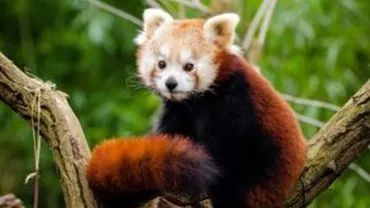 Panda roșu, unic în România, la Zoo Brașov