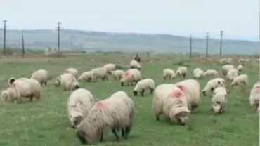 SURSE B1TV: Iordania, cel mai mare importator de ovine şi bovine din România, a suspendat importurile (VIDEO)