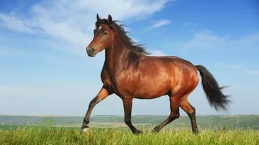 A iubit un CAL, iar acum a MURIT! Vestea NEAGRĂ a momentului vine din...