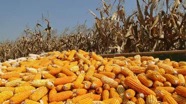 Ce beneficii vor avea liceele agricole după trecerea în subordinea ministerului Agriculturii