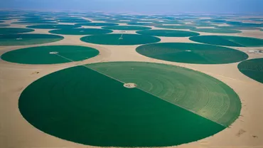 Prin intermediul giganților care au cumpărat compania română Agricost, Arabia Saudită îşi extinde reţeaua de furnizori agricoli