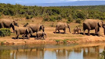 Caz ȘOCANT în Africa de Sud: Un braconier a fost ucis de un elefant și devorat de lei
