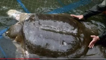 Specie pe cale de dispariție: Una dintre ele patru broaște țestoase gigant Yangtze a murit (VIDEO)