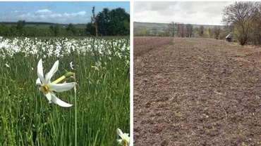 O rezervație naturală protejată, ARATĂ CU PLUGUL la Sibiu. Specialiști: Este nevoie de cel puțin 20 de ani pentru refacerea zonei / Ce spune Ministerul Mediului (FOTO)