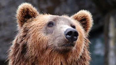 Anchetă în Buzău după ce un urs a fost batjocorit de cei care l-au omorât: Imaginile arată cum ursul este strâns de gât cu sfori şi stropit cu bere (VIDEO)
