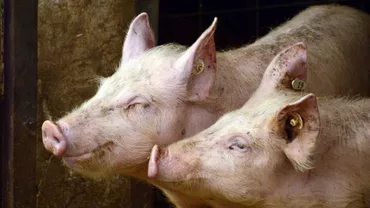 ANSVSA, noi precizări despre evoluția pestei porcine africane: Câte focare au mai rămas în România 