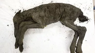 Descoperire extrem de rară: un mânz mort de 42.000 de ani, găsit cu sânge şi urină în stare LICHIDĂ (FOTO, VIDEO)