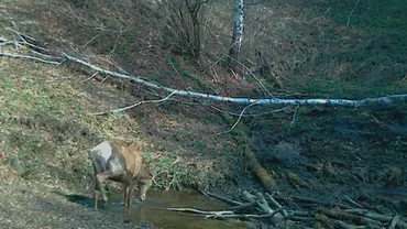 Imagini spectaculoase: Un cerb care se scaldă într-o ”piscină” dintr-un parc național din Hunedoara (VIDEO) 