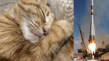 O pisică moartă pe nume 'Pikachu' va fi trimisă în SPAȚIU